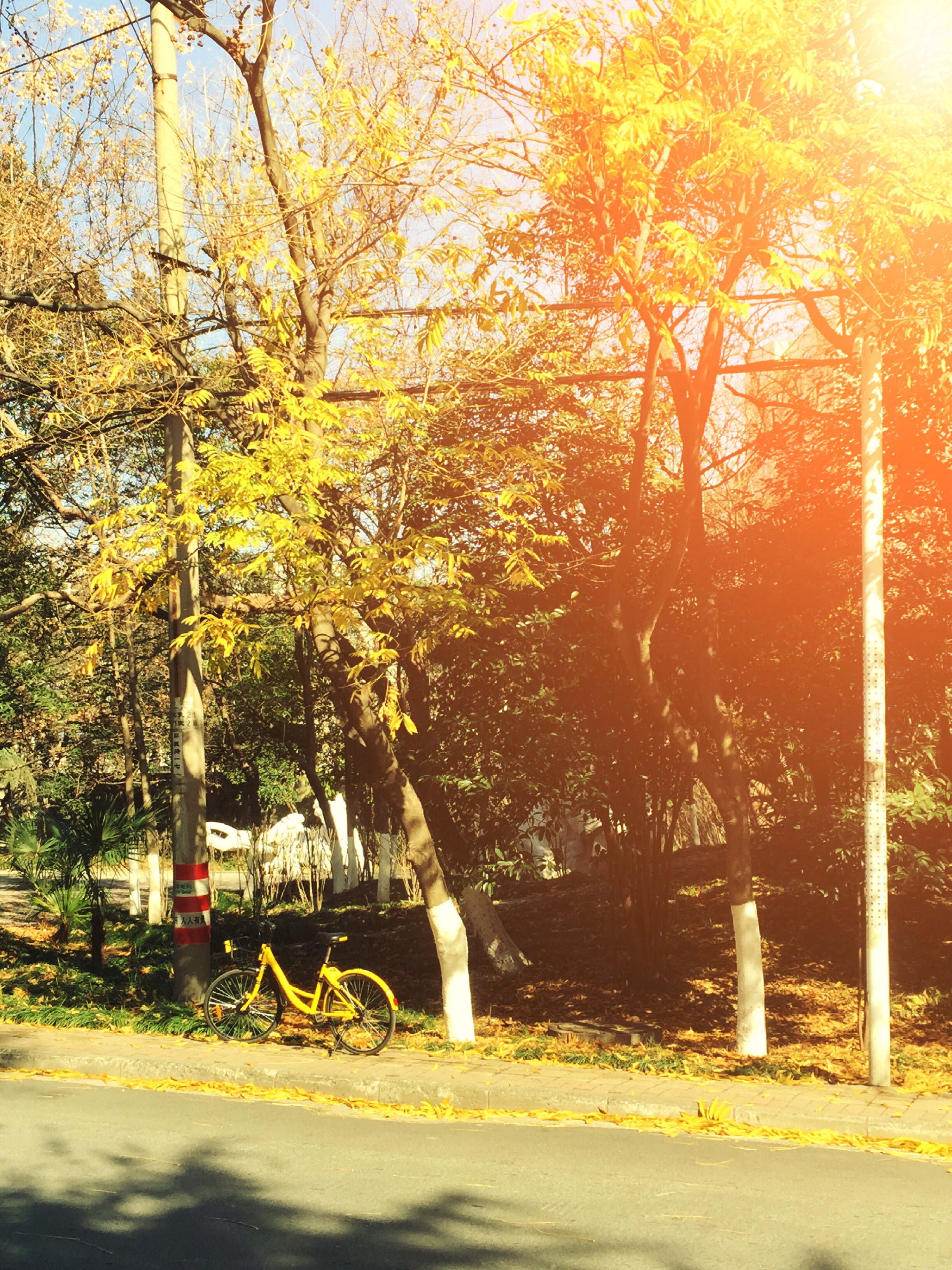 8张漂亮秋天风景早上好图片带字带祝福语 好看的秋日风景早安问候祝福语图片_生活