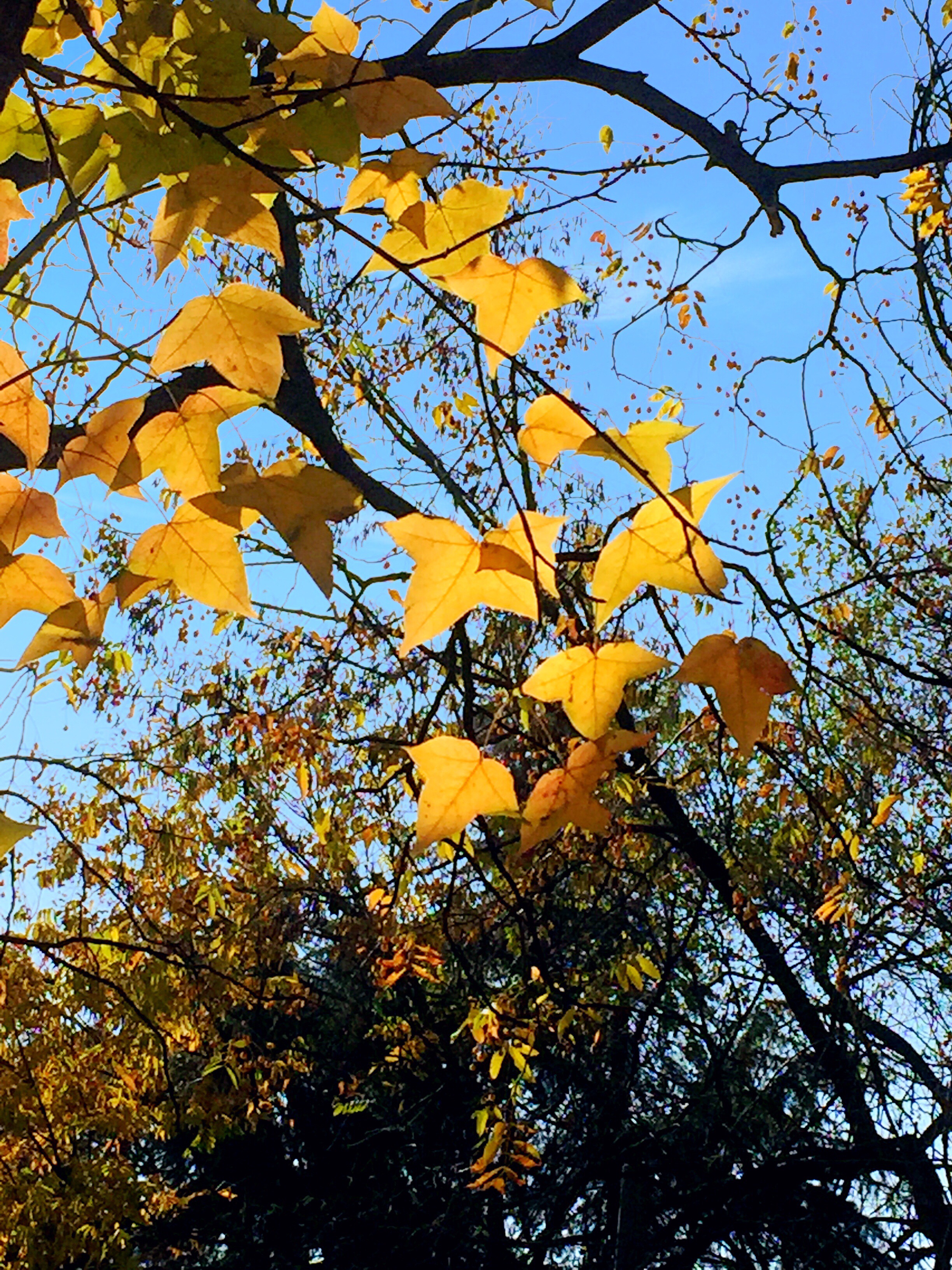 早安问候语：7张最新漂亮的秋天风景早安图片精选 唯美早上好问候祝福语图片带字|人生_新浪新闻