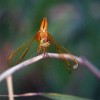 smiling dragonfly