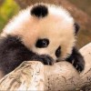 panda兰baby