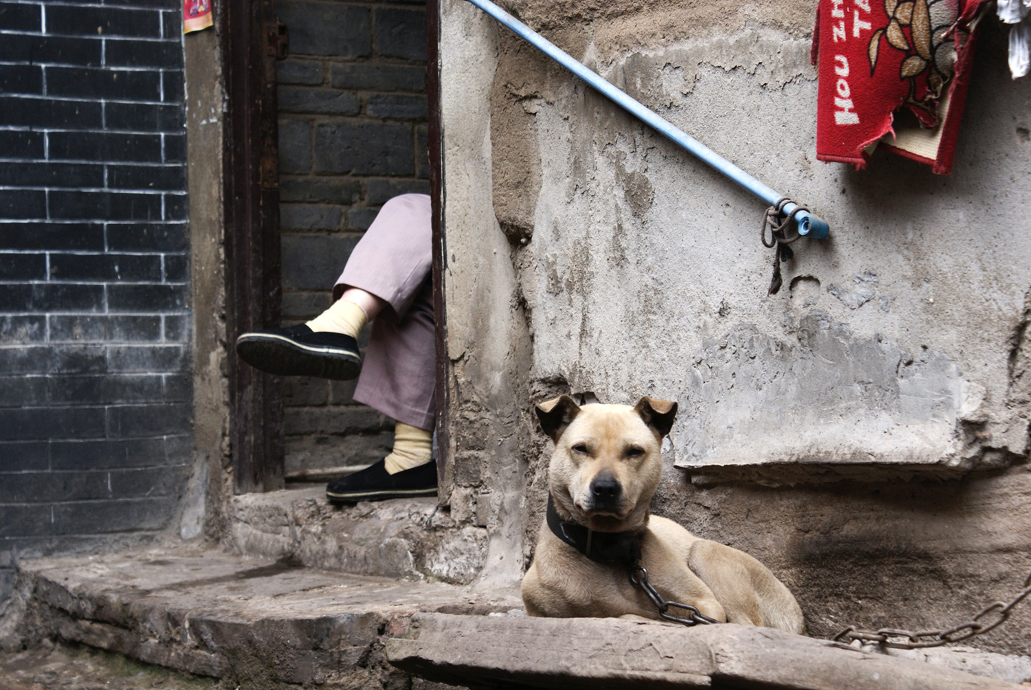 开心的老年夫妇和可爱的小狗-蓝牛仔影像-中国原创广告影像素材