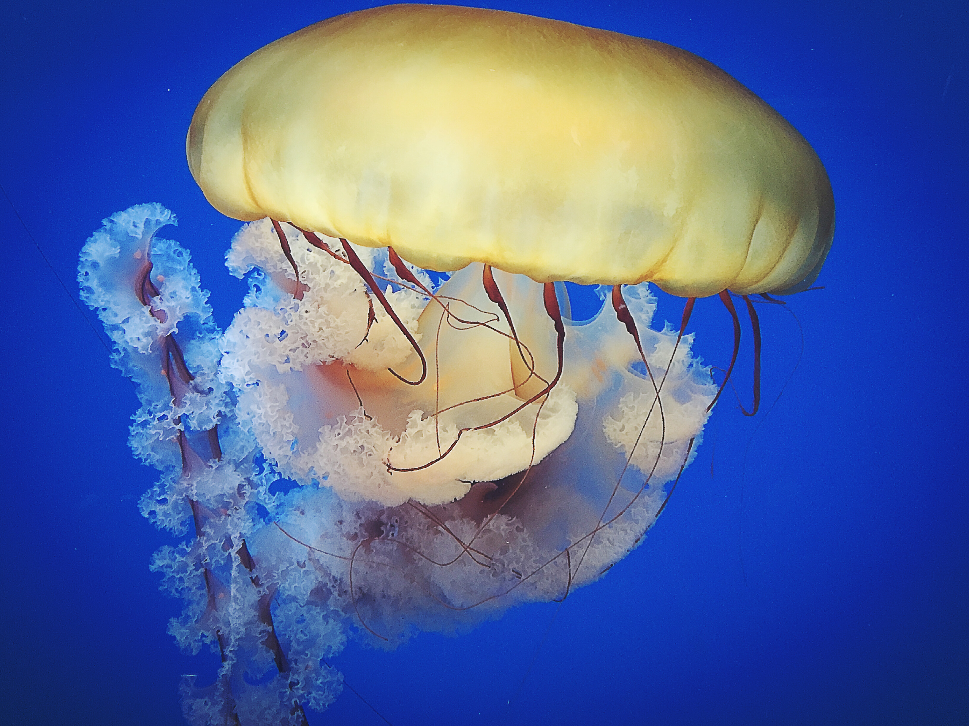 海蜇(水母) - 免费可商用图片 - CC0素材网
