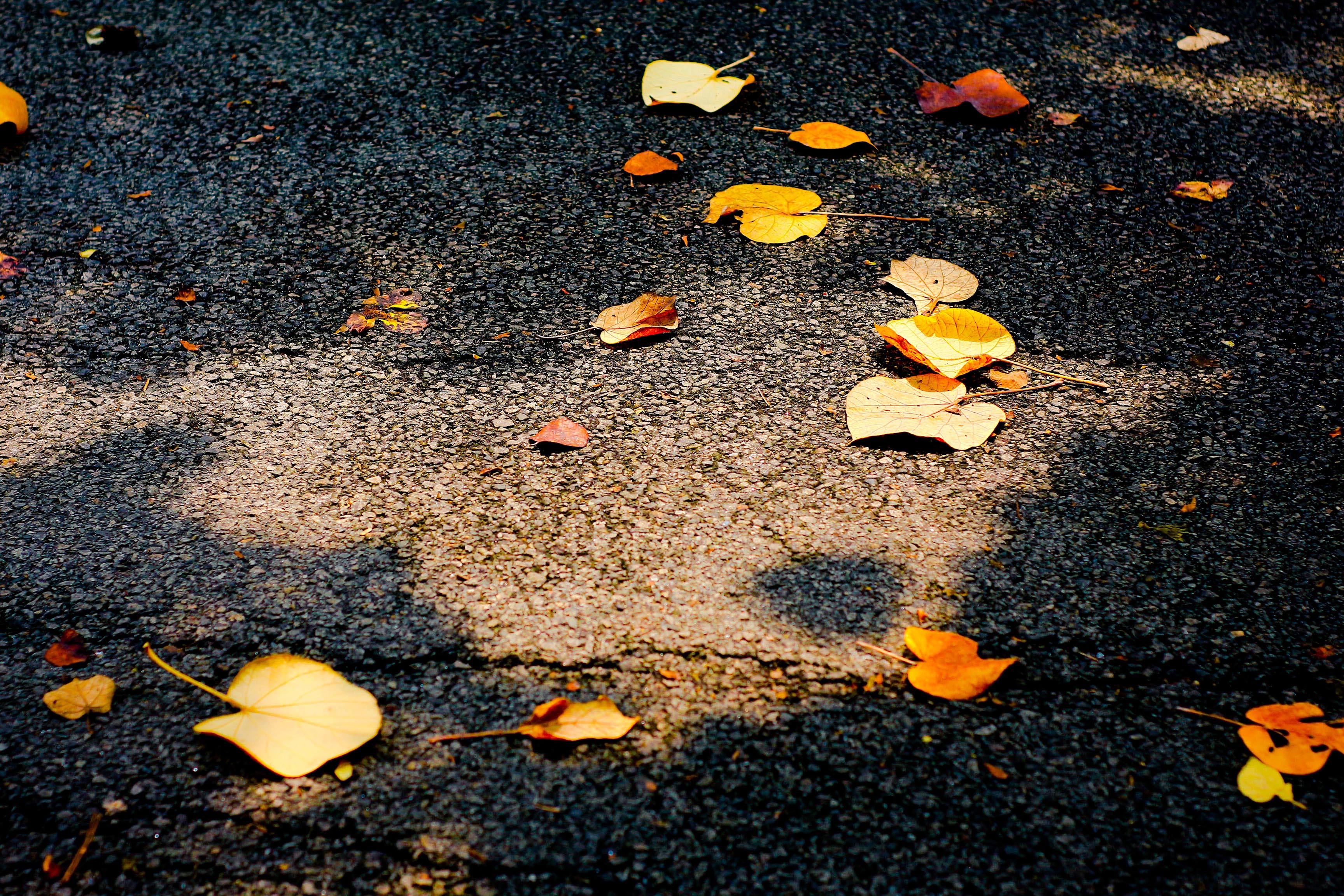 秋天小路上的落叶-壁纸图片大全