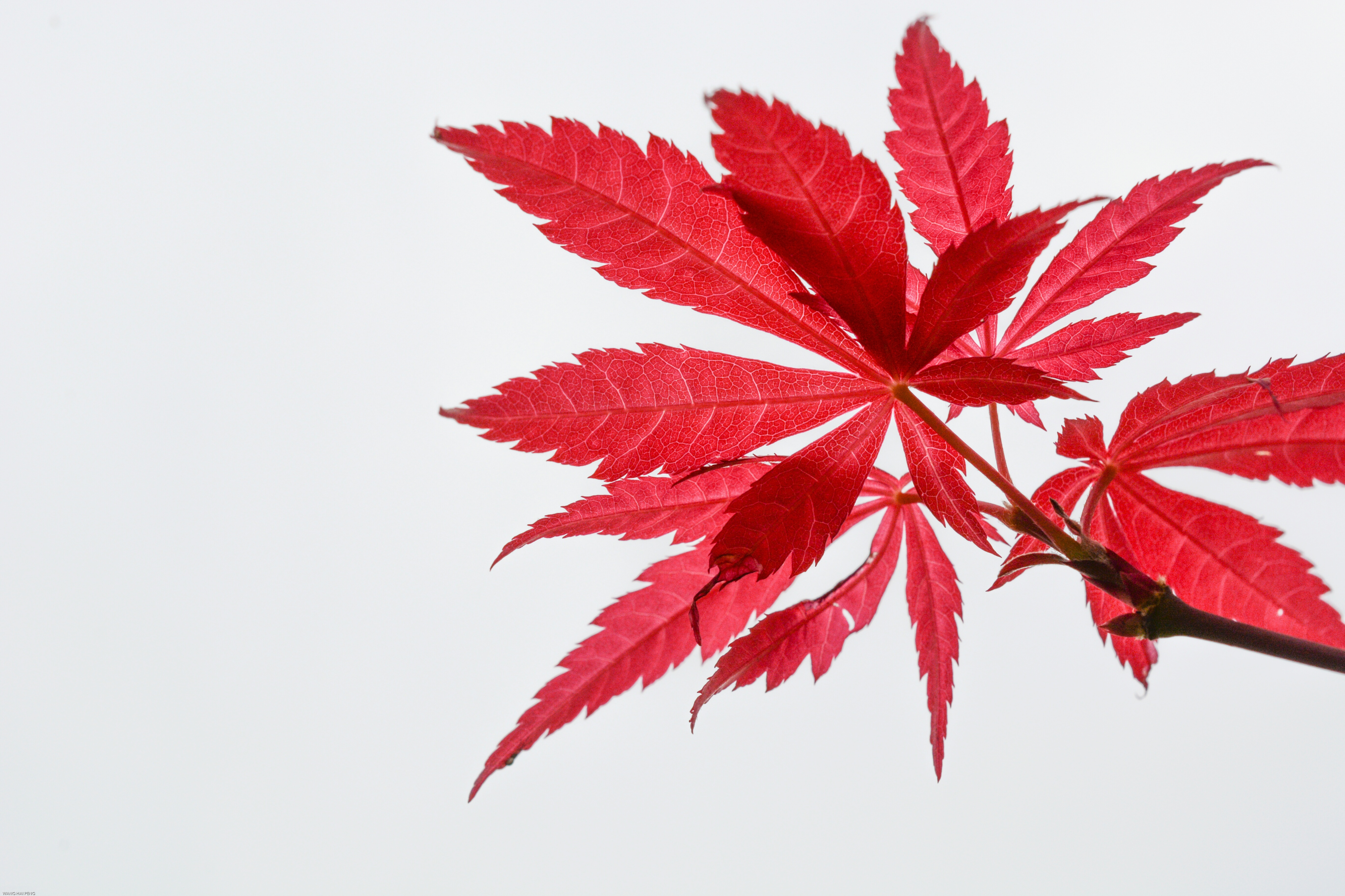 秋天的树叶为什么会变色？——秋红是树叶在老化过程呈现给我们的美丽！_糖分