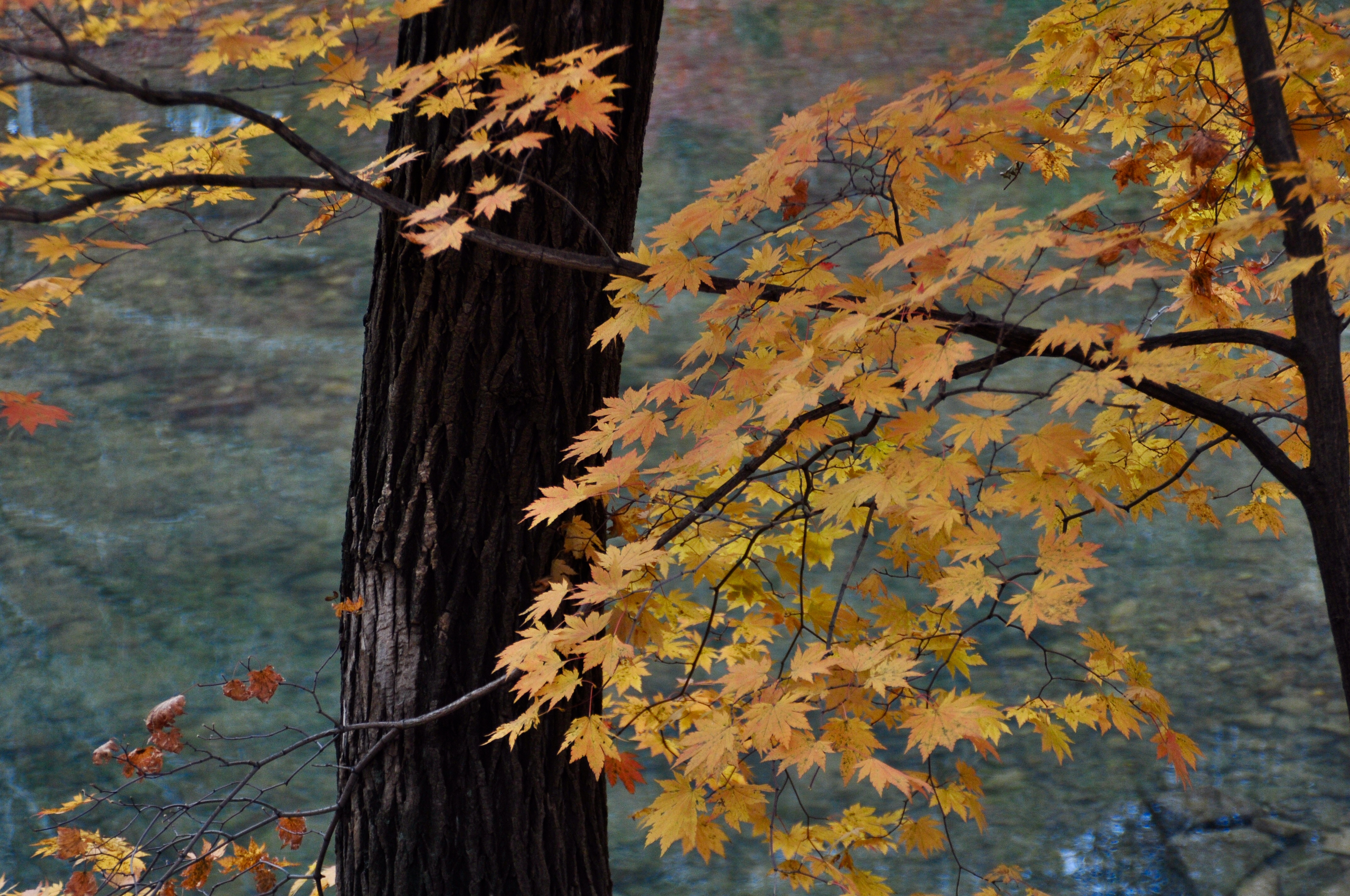美しい秋の自然写真のHD壁紙プレビュー | 10wallpaper.com