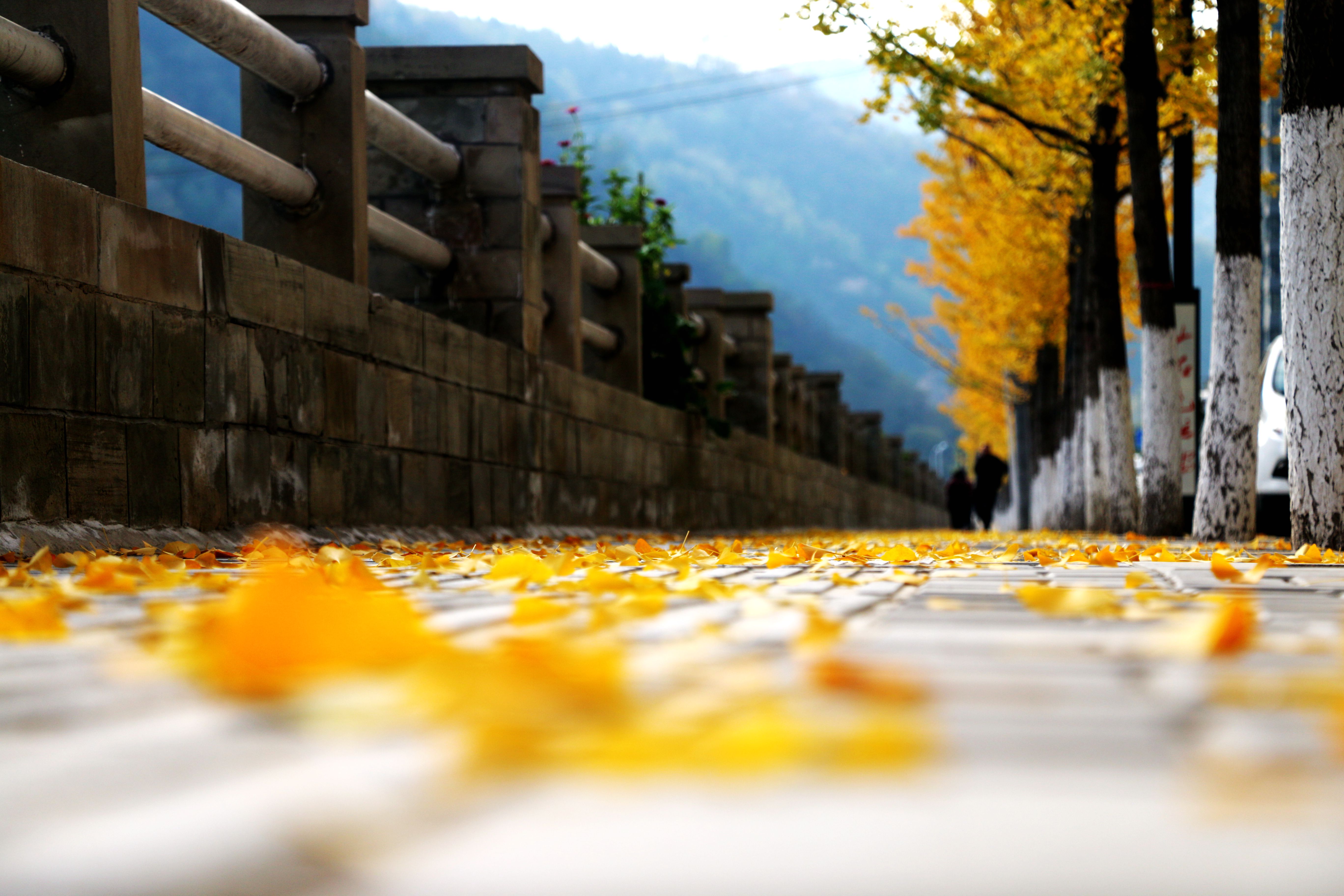 南京的秋天真好 即便一条小路也让人怦然心动|赝能隙|南京理工大学_凤凰旅游